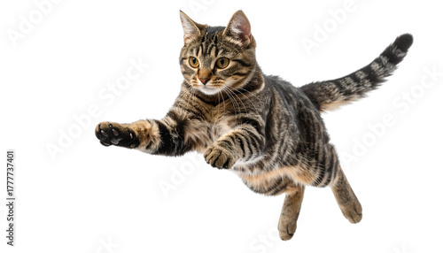 Cute tabby cat jumping isolated on transparent background