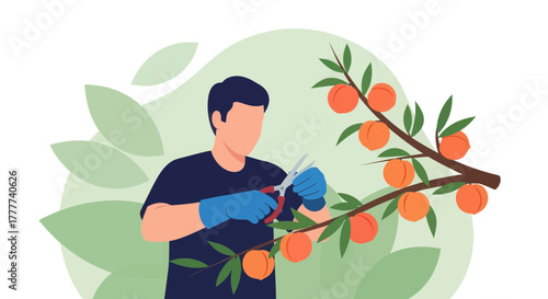 Man Harvesting Peaches from a Tree Branch in an Illustrated Flat Style Design