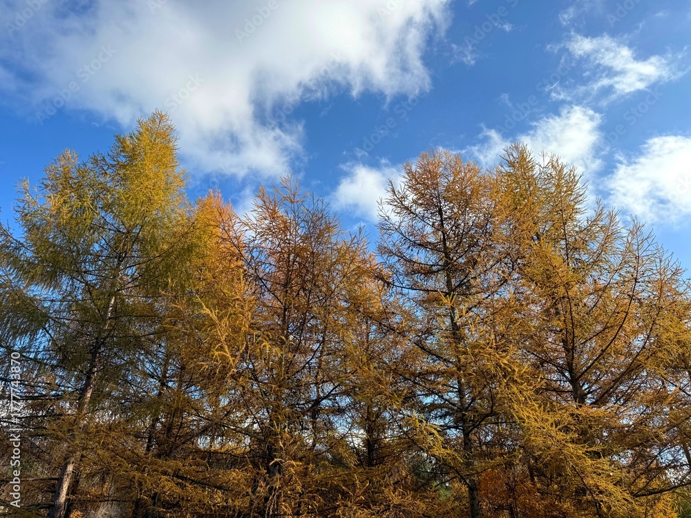 Fototapeta premium Autumn larch trees in the forest. 