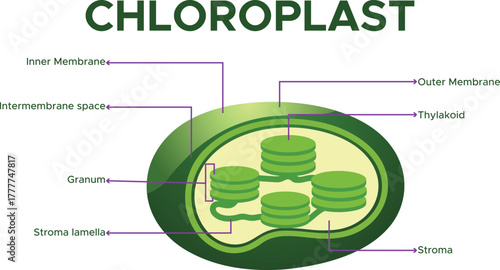 Chloroplast Structure and Function Illustration Educational Biology Vector Design