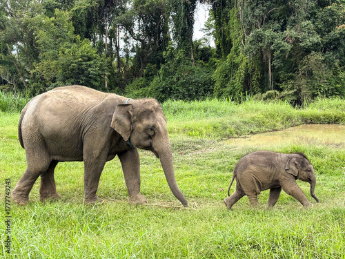 Mother Elephant and Elephant calf walking on the jungle in a Sanctuary in Chiang Rai, Thailand