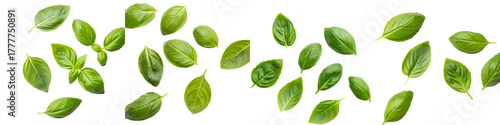 Fresh basil leaves isolated on transparent background for culinary use