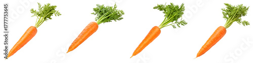 Four fresh carrots isolated on transparent background, ready to be eaten