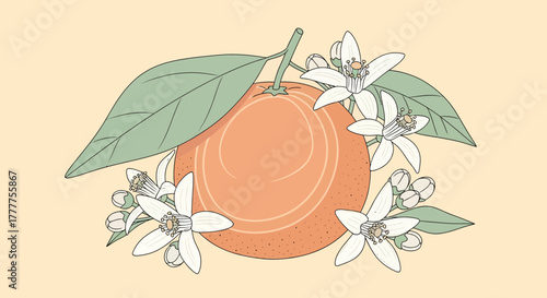 Orange Blossom Design Illustrating Fresh Fruit And Delicate Floral Elements