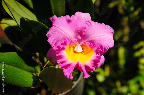 Delicate orchid petals unfolding gracefully under natural light, glowing with freshness and life.