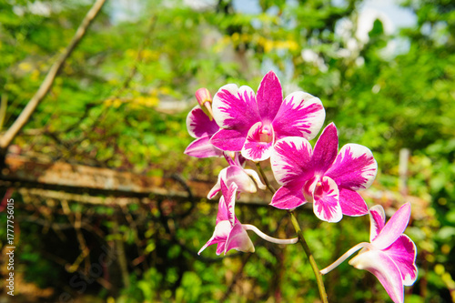 Delicate orchid petals unfolding gracefully under natural light, glowing with freshness and life.