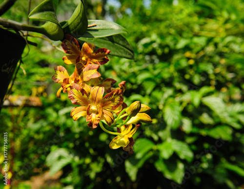 Delicate orchid petals unfolding gracefully under natural light, glowing with freshness and life.
