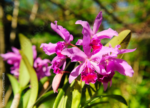 Delicate orchid petals unfolding gracefully under natural light, glowing with freshness and life.
