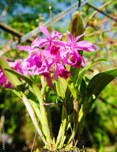 Delicate orchid petals unfolding gracefully under natural light, glowing with freshness and life.