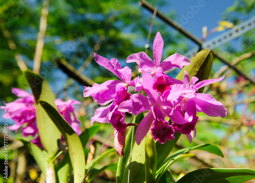 Delicate orchid petals unfolding gracefully under natural light, glowing with freshness and life.