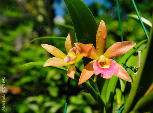 Delicate orchid petals unfolding gracefully under natural light, glowing with freshness and life.