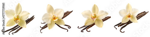 Four vanilla flowers isolated on transparent background, close up shot