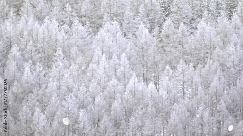 冬の高原　粉雪　吹雪