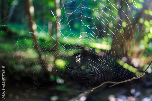 Delicate spiderweb with a tiny spider in a sun-dappled forest. Intricate natural trap glows softly amidst lush green bokeh