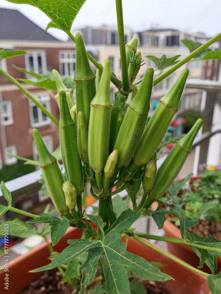 Obraz premium Lush Okra Growing in a Container Garden on a Balcony: A Culinary Delight from Your Home Garden