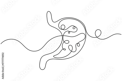 Stomach anatomy continuous one line drawing on white background minimalist digestive organ outline vector illustration