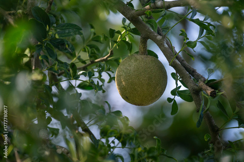 A wood apple (Limonia acidissima) hangs from a tree surrounded by green leaves.