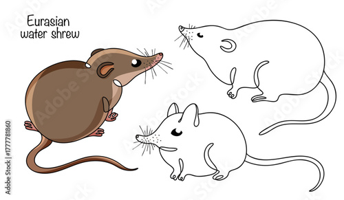 Eurasian water shrew