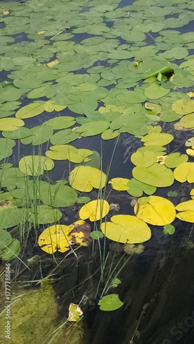 Autumn Water Lilies on Calm Pond Surface