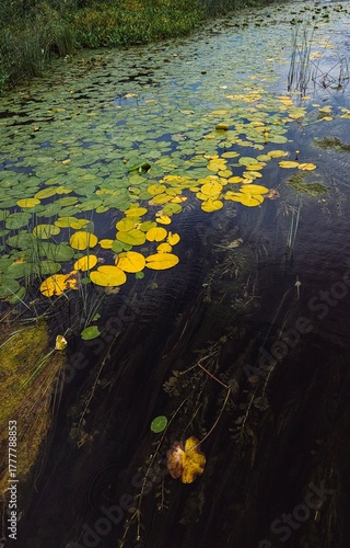Autumn Water Lilies on Calm Pond Surface
