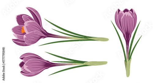 Beautiful crocus flowers in various illustrative views, isolated on a white background, perfect for spring and garden themes.