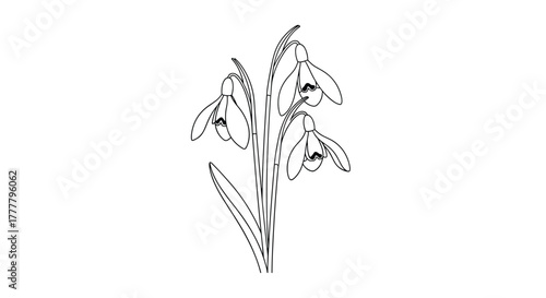 Simple black and white line art illustration featuring a delicate cluster of three snowdrop flowers, perfect for coloring or minimalist designs.