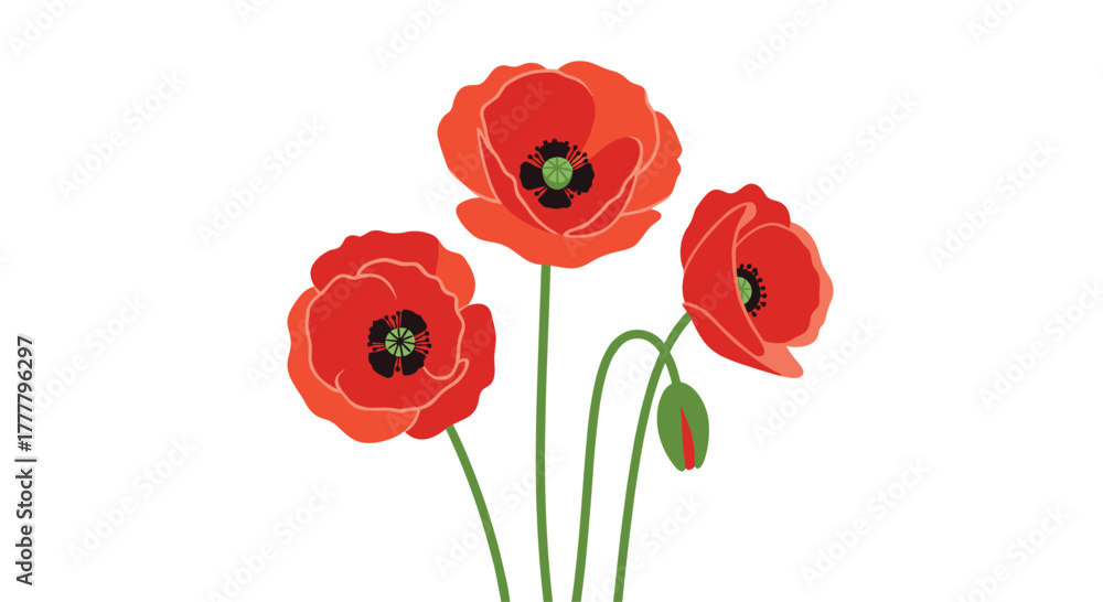Obraz premium A vibrant illustration of three red poppies and a bud with green stems, set against a clean white background.