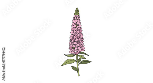 A vibrant pink spiky flower with lush green leaves, digitally illustrated in a clean and simple style, presented on a bright white background.