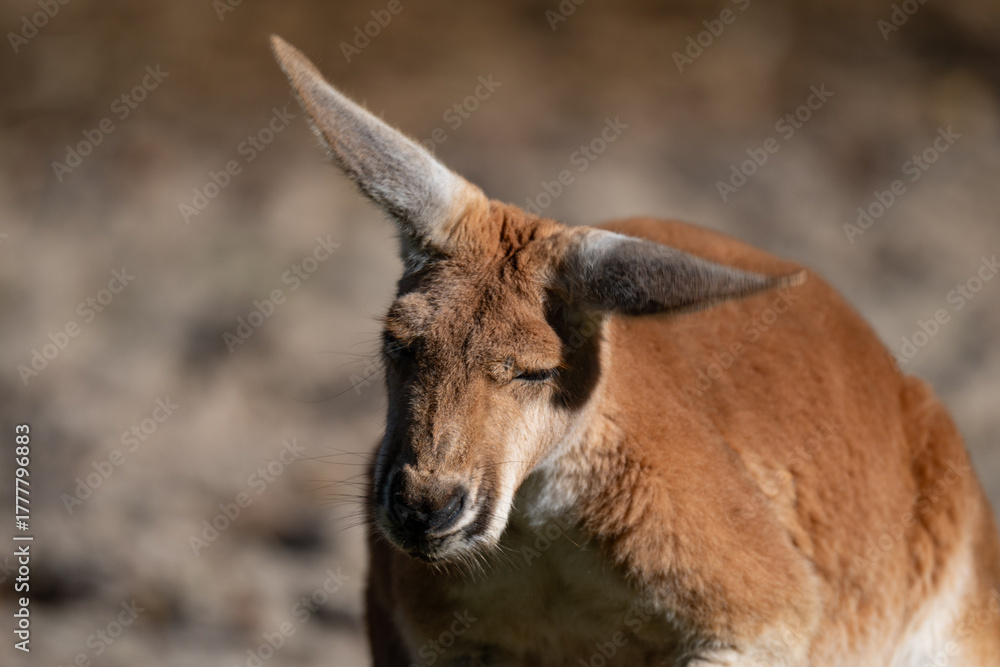 Naklejka premium Characterful Red Kangaroo Portrait with a Floppy Ear