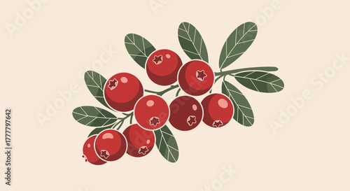 Vibrant Illustrated Cranberry Branch Displaying Berries And Lush Greenery In A Light Backdrop