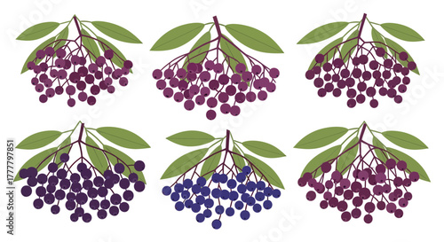 Vibrant Illustrated Elderberry Bunches with Green Leaves Against a Seamless Background