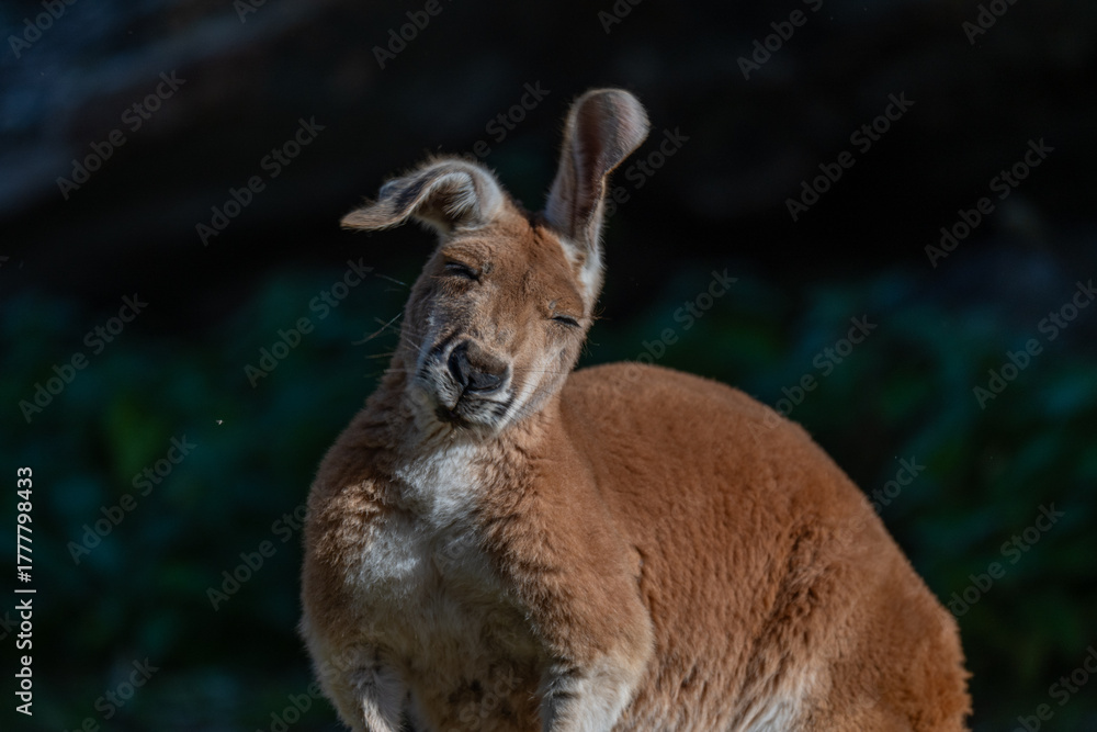 Naklejka premium Sun-kissed Kangaroo: A Portrait in Serenity