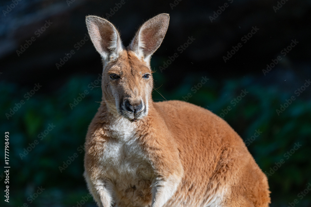 Fototapeta premium Sun-kissed Kangaroo: A Portrait in Serenity