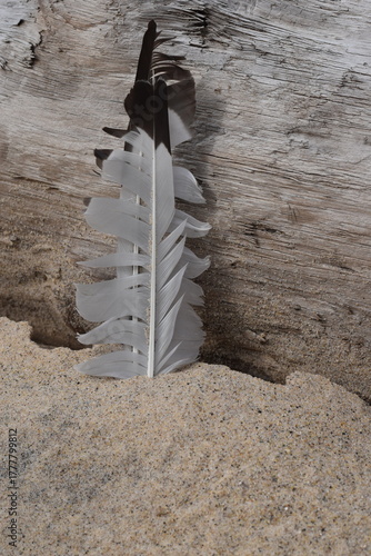 A typical bird feather stuck in the sand on the beach.