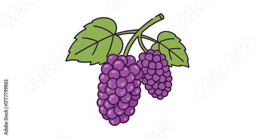 Vibrant Illustrated Purple Grapes and Lush Green Leaves Depicted Against a Clean White Background