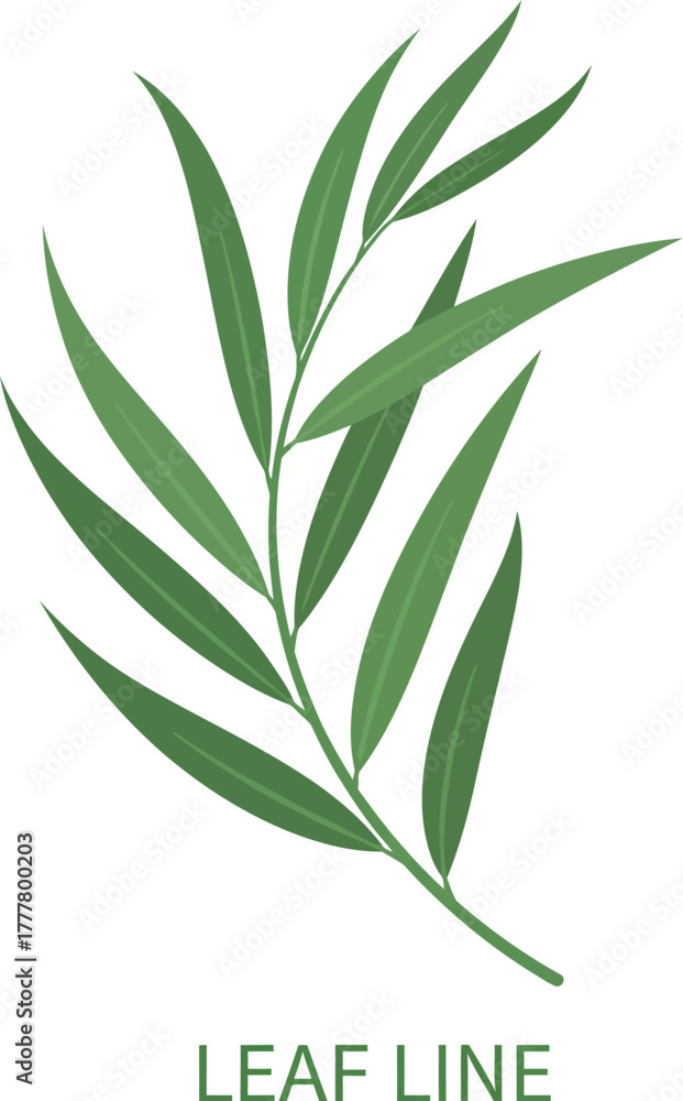 Fototapeta premium Elegant willow branch leaves green botanical design element nature vector illustration