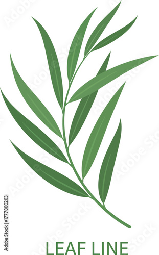 Elegant willow branch leaves green botanical design element nature vector illustration