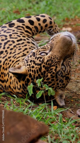 Jaguar lying on back with curious look in tropical forest