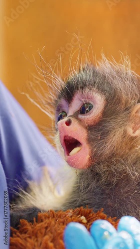 Baby spider monkey being fed at wildlife rescue center