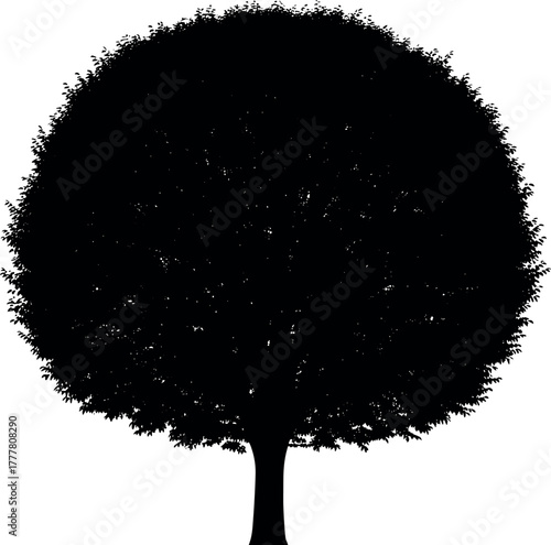 Silhouette of a Lush Round Tree with a Thick Trunk.