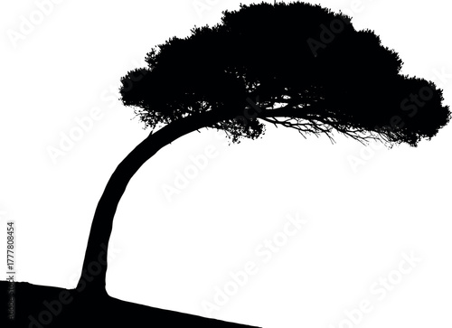 Silhouette of a wind-swept tree with a curved trunk and dense foliage.