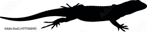 Silhouette of a lizard in black color on a white background.