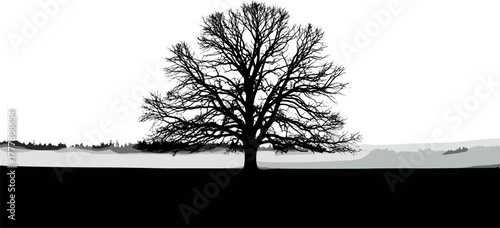 Silhouette of a bare tree against a bright sky.