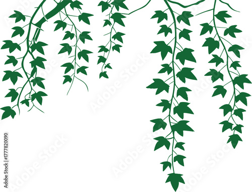 Green ivy vines hanging gracefully with dense leaves and natural trailing shapes. Decorative botanical illustration ideal for borders, frames, and nature-themed designs. Perfect for invitations, wall 