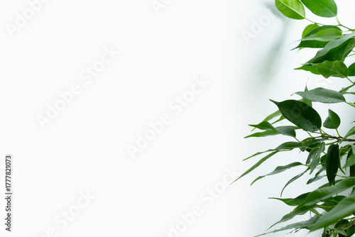 Leaves of Ficus benjamina on white background with copy space.