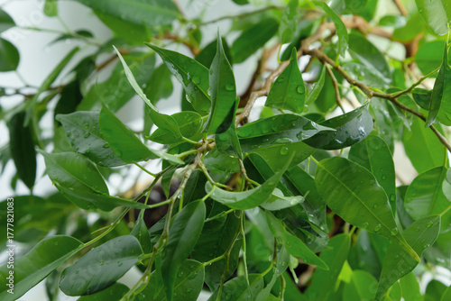 Foliage of Ficus benjamina background