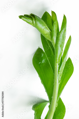 Young branch of zamioculcas on white background.