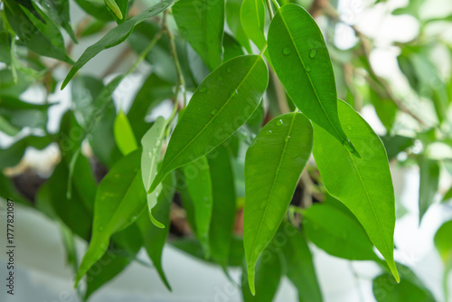 Branch of Ficus benjamina closeup.