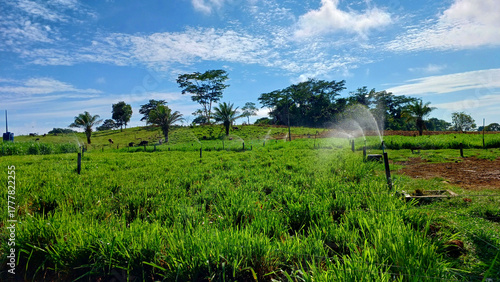 Green pasture on a sunny day with irrigation turned on to water the pasture