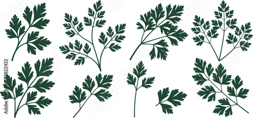 Parsley leaf vector, parsley leaf different sizes and shapes ideal for design projects Vector, illustration